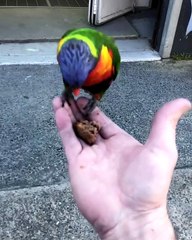 Feeding a Couple of Bondi Locals