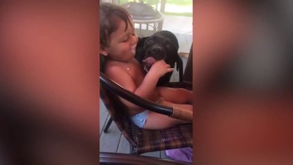 Funny Animals (Animales Divertidos)