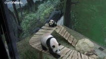 شاهد: صغير الباندا فان شينغ يرى زوار حديقة الحيوانات للمرة الأولى منذ ولادته