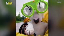 This Adorable Dog Wears Goggles With Built-In Windshield Wipers While It’s Raining