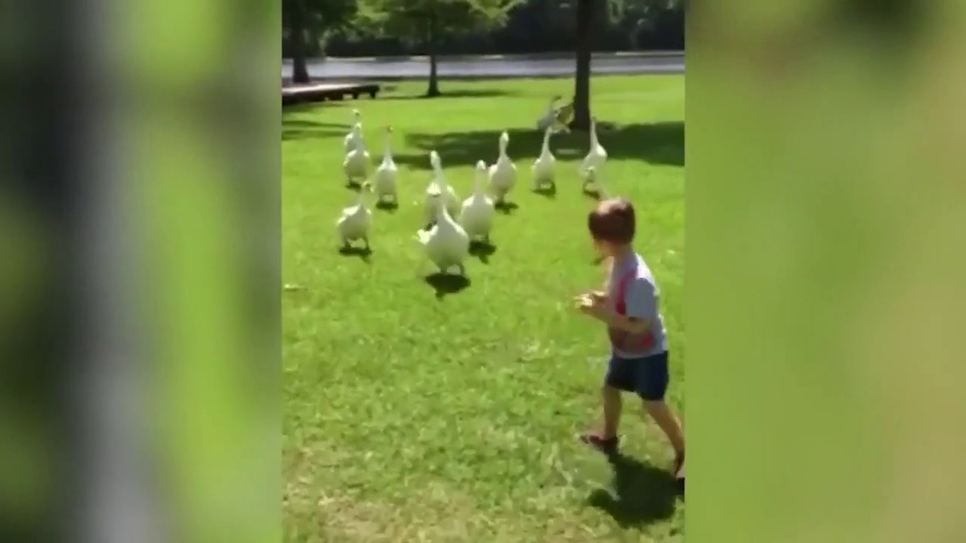 ⁣Funny Animals (Animales Divertidos)