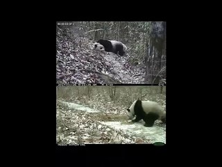 Horse Manure Rolling Behavior in Giant Pandas