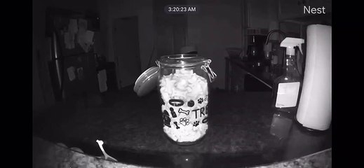 Mouse Takes Dog Treats