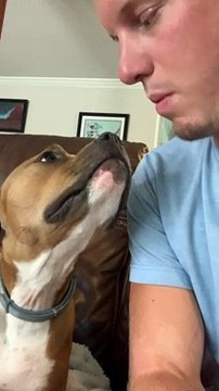 Sweet Pitbull Mimics Owner Sticking Tongue Out