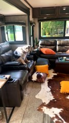 Australian Shepherd Smiles to Get Out of Trouble