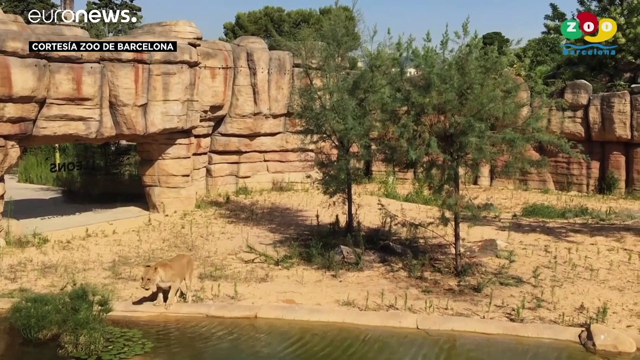 In Barcelona haben sich vier Löwen mit dem Coronavirus infiziert