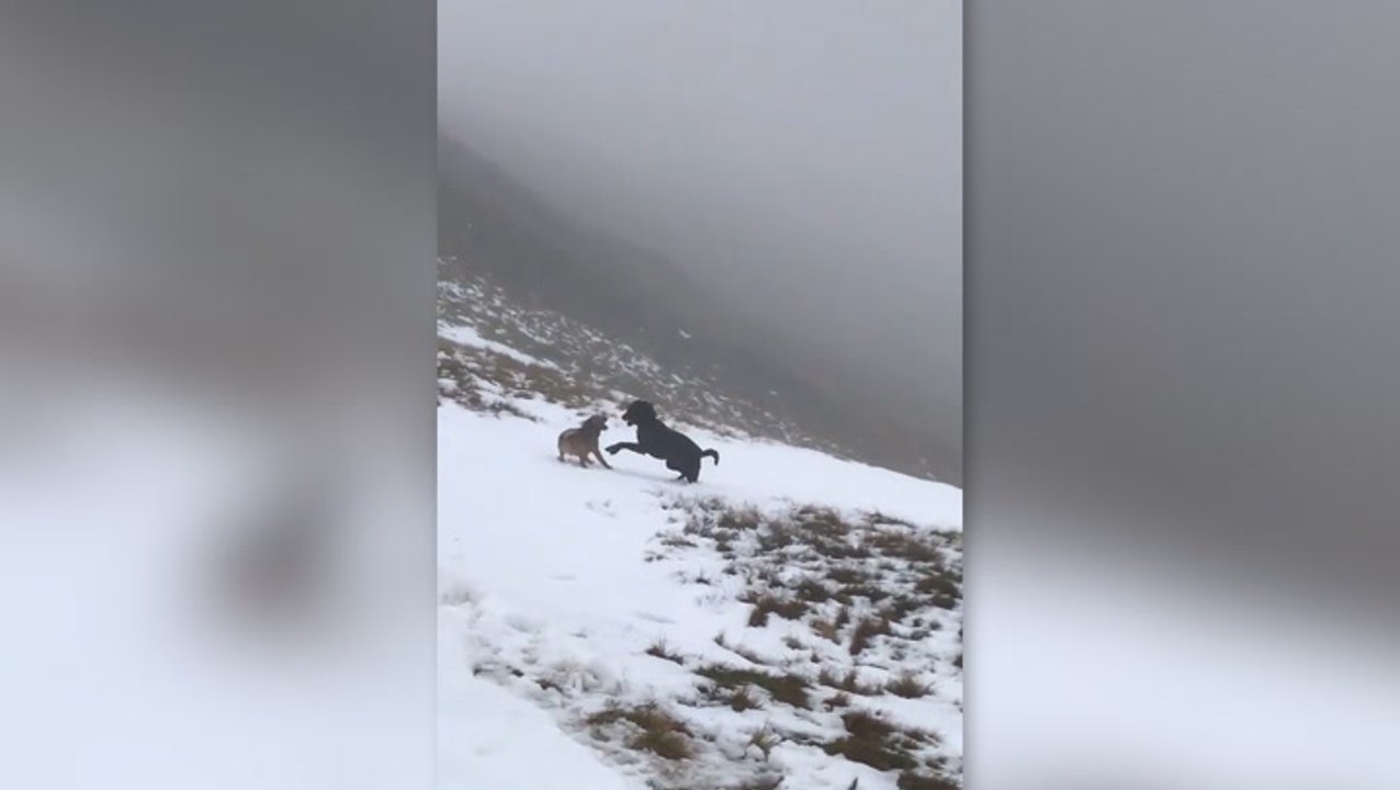 Dogs enjoy a snow day on Harter Fell in England