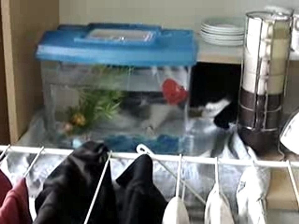 QUAND UN CHAT AIME UN POISSON WHEN A CAT LOVES A FISH