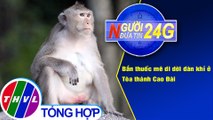 Người đưa tin 24G (6g30 ngày 8/12/2020) - Bắn thuốc mê di dời đàn khỉ ở Tòa thánh Cao Đài