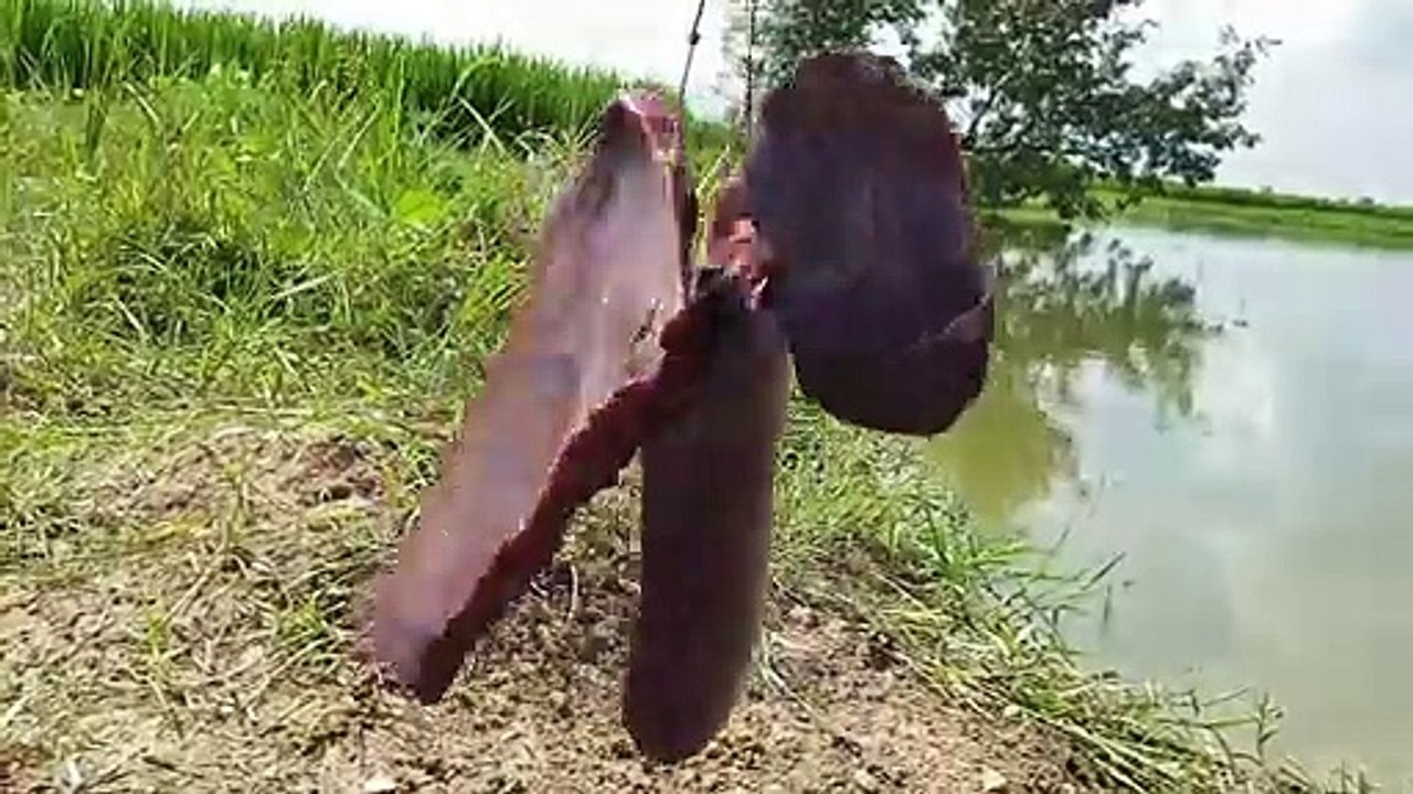 Underground Big Fish Catching_Monster CatFish Fishing With Goat Liver_Top Trendi