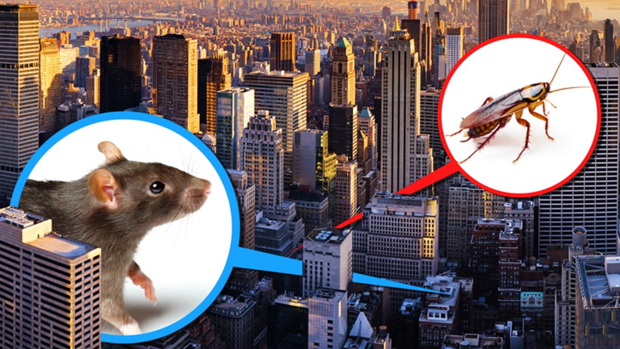 The places an NYC exterminator would never live