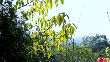 En el frío invierno, comer jengibre puede calentar todo el día