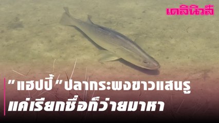 "แฮปปี้" ปลากระพงขาวแสนรู้ แค่เรียกชื่อก็ว่ายมาหา | Dailynews 091263