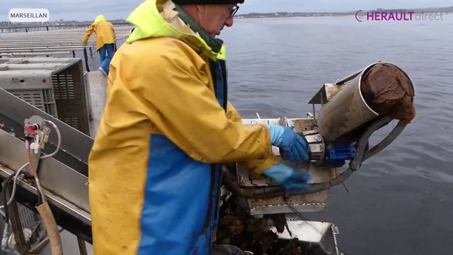 Les huîtres de l'Etang de Thau stars des fêtes avec Occi Marée