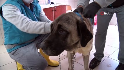 - Terk edilen yaşlı köpeğe belediye sahip çıktı