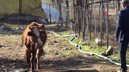 Aynı köyden 3 yılda 100 büyükbaş hayvan çalındı, ahırlar boş kaldı