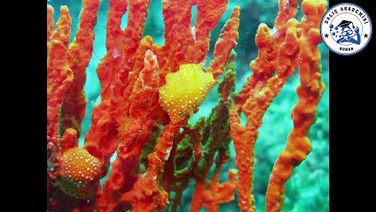 2020 Yılı Dalışları ve Etkinliklerimizden Anılar