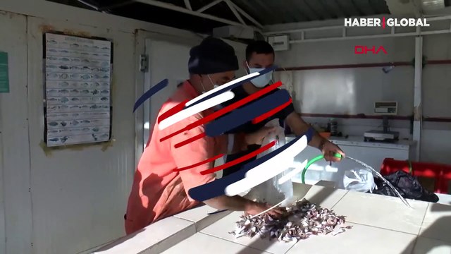 Balon balığı teslimatı başladı! Her kuyruk için 5 lira ödenecek