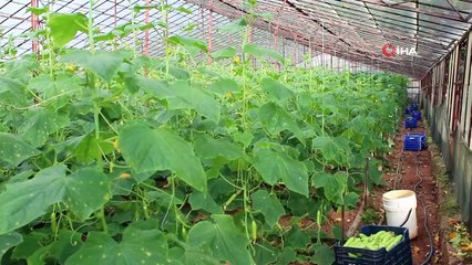 Tarımda siparişe göre üretim dönemi