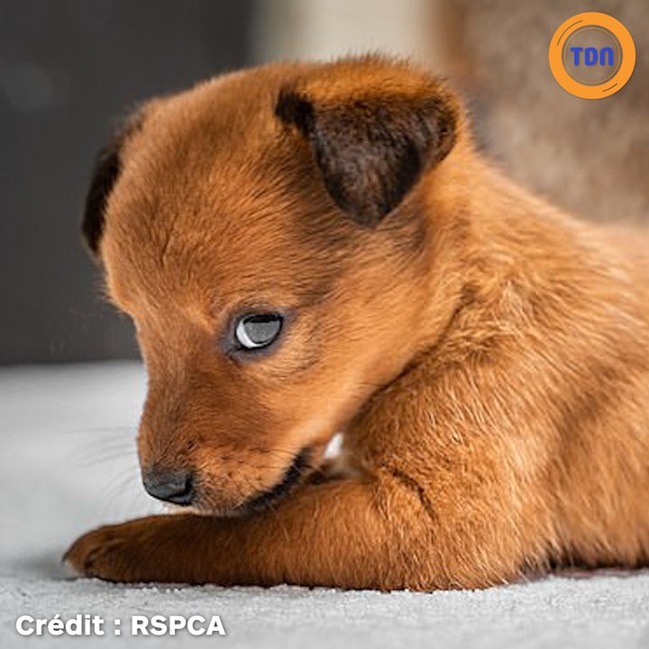 Ce chiot rouquin est retrouvé ligoté dans un sac de nourriture pour chien avec ses 6 frères et sœurs