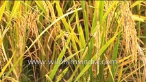 Agriculture _ Rice Cultivation in India