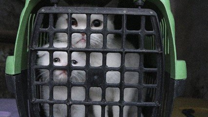 Ankara’da bu kez petshopa baskın