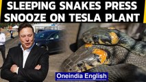 Tesla's factory in Berlin paused due to snakes & lizards | Oneindia News