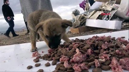 Kulübe ateşe verildi, 9 yavru köpek öldü