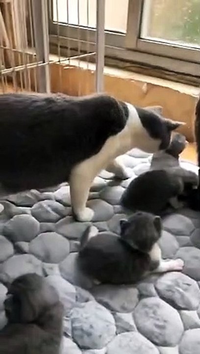 The kitten's mom is coming you may go now #cute #funny #animal