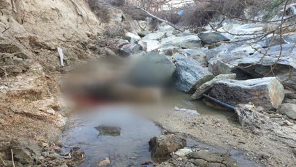 충남 천안 아파트단지에 멧돼지떼 출몰...2마리 포획 / YTN