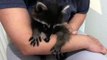 Baby Raccoon purring while sucking my arm