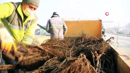 - Cevizin başkenti olmak için üreticiye 40 fidan dağıtıldı