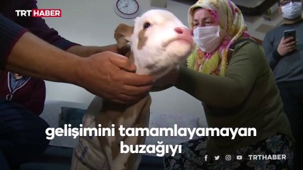 Prematüre buzağıyı hayata bağladılar