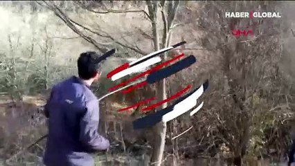 Ağaç dalı üzerinde vaşak ölüsü bulundu