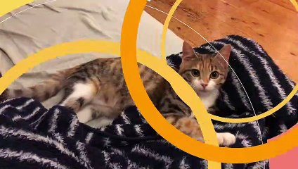 【11月ベスト！】家猫のかわいい動画９選！2020.11【キジ三毛のまる】-Cute scene of cat-