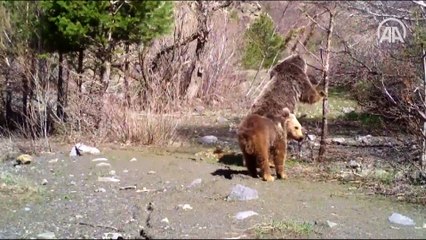 Yaban hayatı fotokapanla görüntülendi