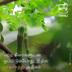 Medicinal Benefits Of Drumstick Tree Leaves