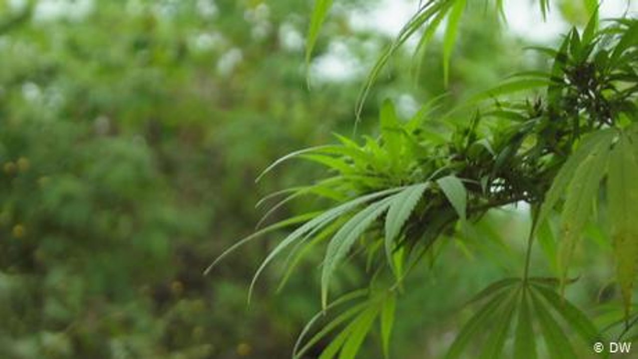 China produce cannabis bajo estricta vigilancia