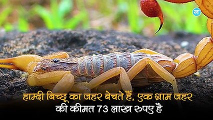 मिस्र के इस शख्स को बिच्छुओं ने बनाया अमीर, एक ग्राम जहर के मिलते हैं 70 लाख रुपये