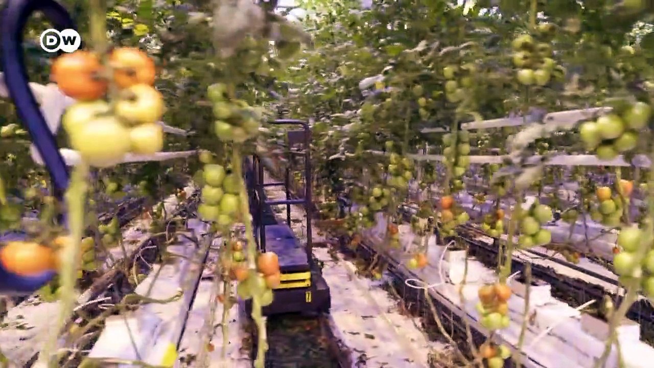التسابق نحو تقنين القنب الهندي
