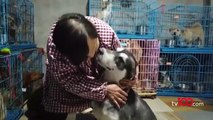 Çinli kadın evinde 1300 köpekle yaşıyor