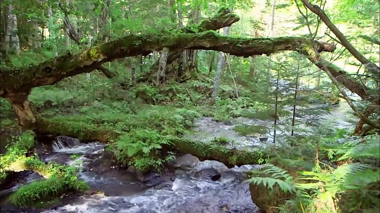日曜美術館「アイヌ文様の秘密　カムイの里を行く」