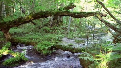日曜美術館「アイヌ文様の秘密　カムイの里を行く」