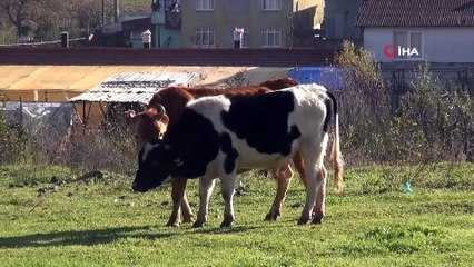 Ahırına giren hayvanın sahibini bulmaya çalışırken bilinmezin içine düştü