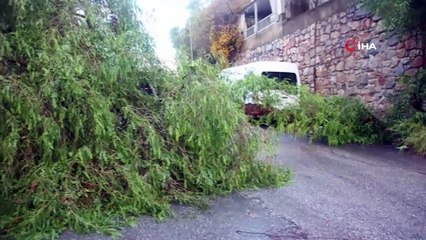 Sağanak sonrası ağaç yola devrildi
