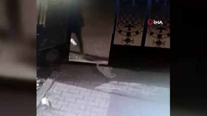 Ağrı'da hırsızlar güvenlik kameralarına yakalandı