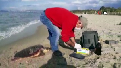 Kuşadası’nda iki kaplumbağa ölü olarak kıyıya vurdu