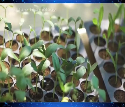 Awesome Melon Farming and Harvesting - Korean Agriculture Technology
