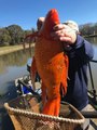 Ce poisson rouge pêché dans un lac est énorme !