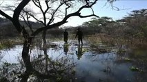 Rescate exitoso de una jirafa en peligro en Kenia por las fuertes inundaciones